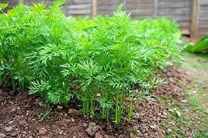 KANAYA Gajar Hybrid Vegetable Seed  (700 per packet)
