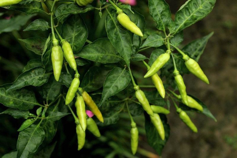 Nodoc Chilli Vasuda Vegetable Seed  (25 per packet)