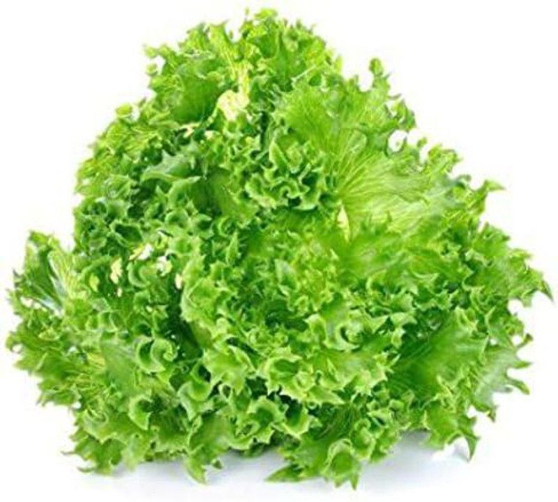 Paudha Lettuce Grand Rapids Seed  (10 per packet)