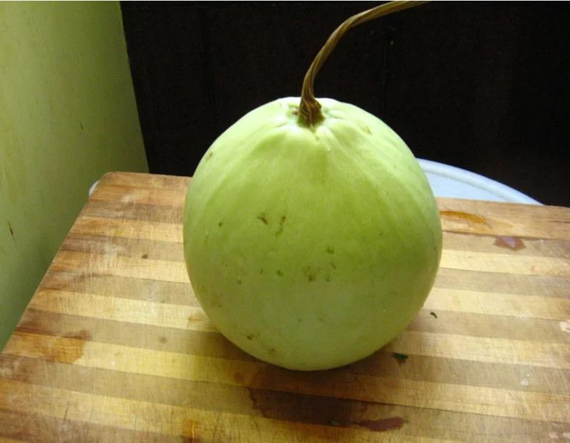 UGRA Ghiya Bottle Gourd Round Seed  (120 per packet)