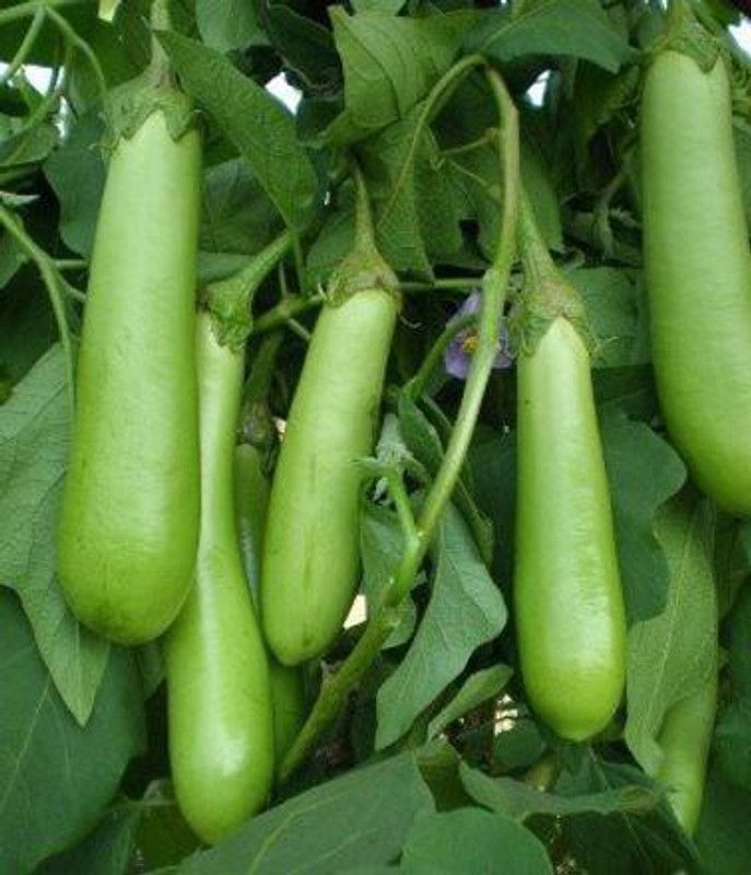 Nodoc Branjal green long Seed  (71 per packet)