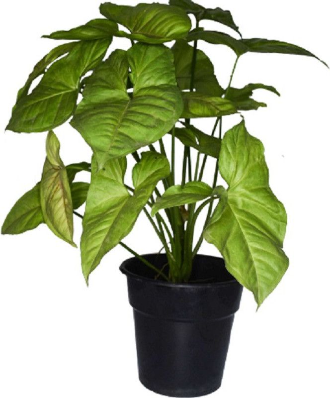 plant palace Syngonium Plant  (Pack of 1)