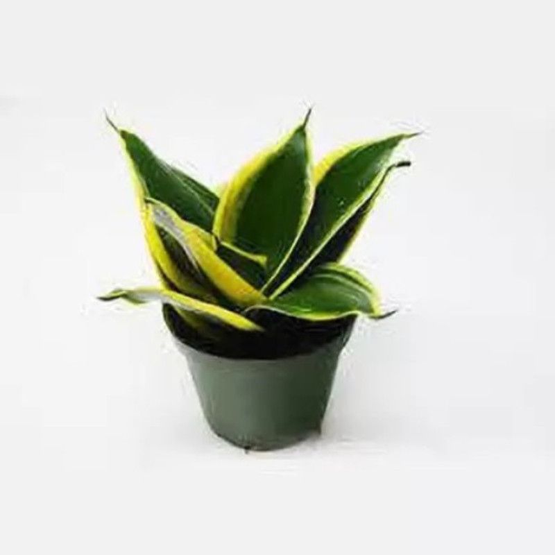JG CRAFTS Snake Plant  (Hybrid, Pack of 1)