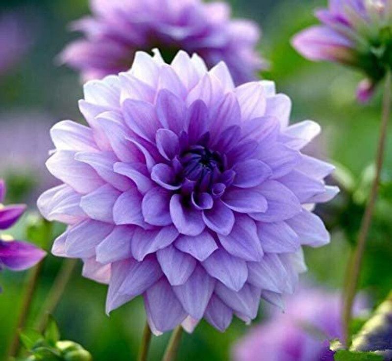 VibeX Dahlia Flower Seed  (100 per packet)