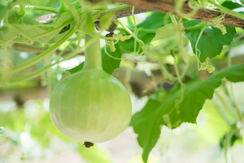 UGRA GOURD ROUND SEEDS Seed  (20 per packet)