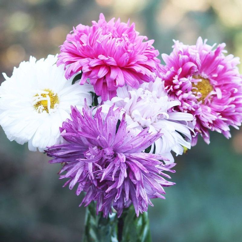 XOLDA Exotic aster Seed  (14 per packet)