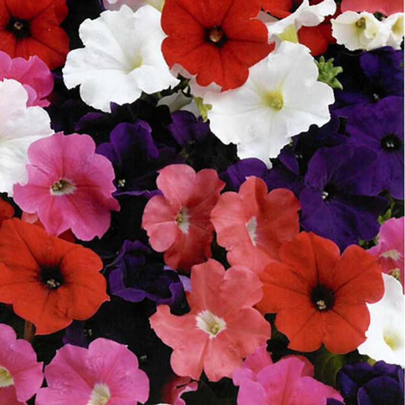 Nodoc Exotic petunia Seed  (40 per packet)