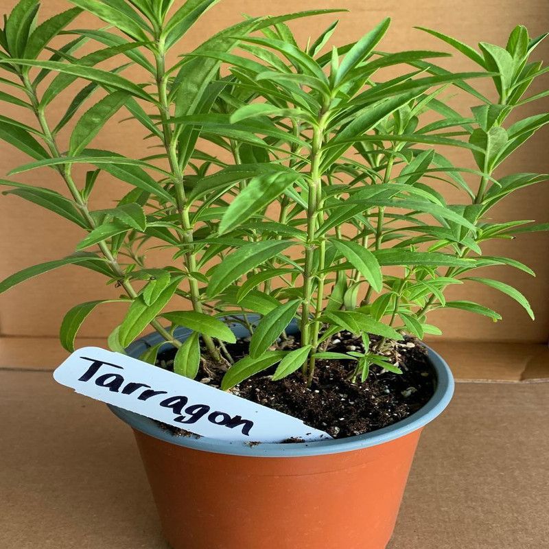 Paudha Tarragon Seed  (41 per packet)