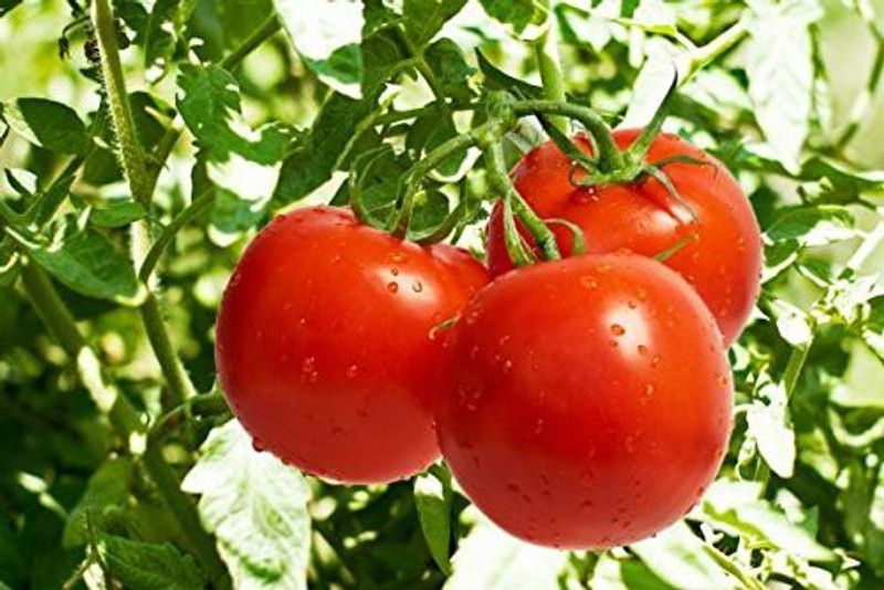 KANAYA Italian Red Cherry Tomato Vegetable Seed  (1000 per packet)