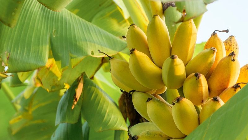 PlantShops Banana Plant  (Hybrid, Pack of 1)