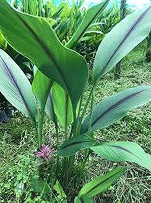 FURYHUB Turmeric Plant  (Hybrid, Pack of 1)