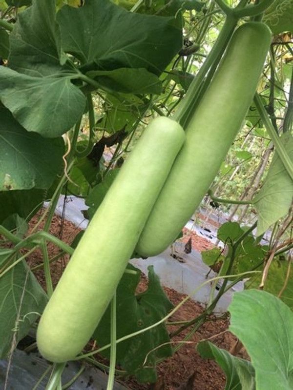 UGRA Hybrid Bottle Gourd Seeds Seed  (120 per packet)