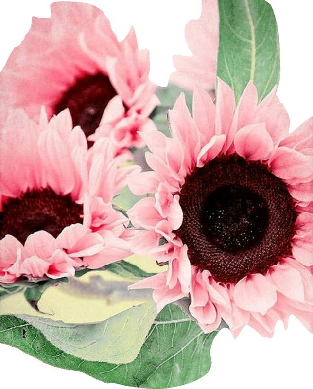 Futaba Sunflower - Light Pink - 40 Pcs Seed  (40 per packet)