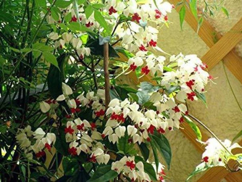 Selpline Madhumalti/Rangoon Creeper  (Pack of 1)