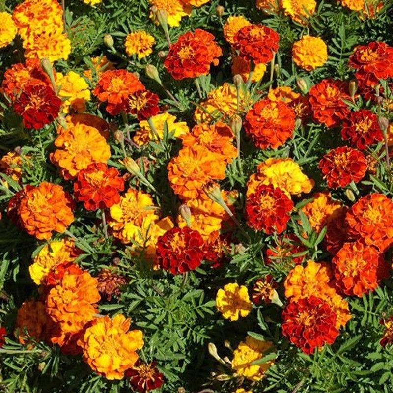 SeedsSunrise French Marigold seeds for Kitchen Gardening ( Organic/Hybrid) Flower 30 Seeds Seed  (30 per packet)