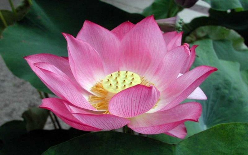 Faabiie Kamal Gatta - Water Lotus Flower – Lotus - Nelumbo Nucifera Plant Seed  (60 per packet)