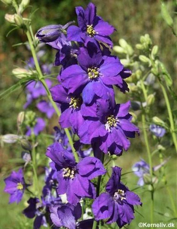 Mozette Delphinium Imperial mix Seed  (56 per packet)