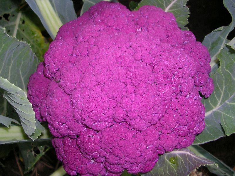 HUSSN Hybrid Cavli flower purple Seed  (59 per packet)