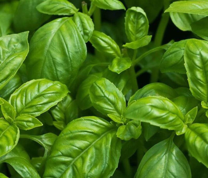 XEFRA Sweet – Italian Basil Seed  (70 per packet)