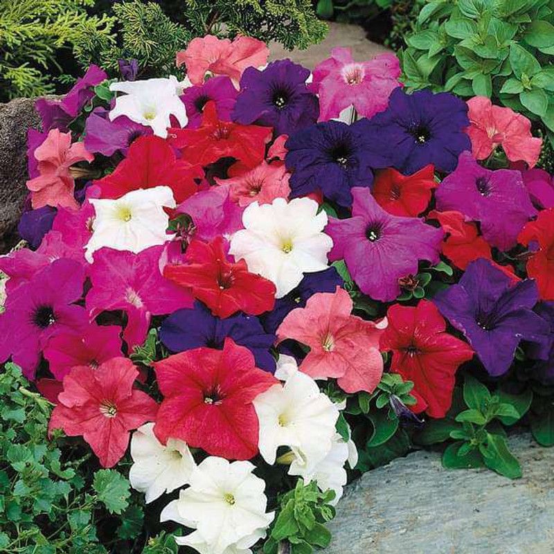 XOLDA Petunia Mix Flower Seed  (150 per packet)