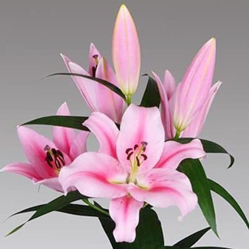 Nature Gallery Oriental Lily �Frontera� Important Fragrance Flower Bulbs - Pack of 5 Bulbs Seed  (5 per packet)