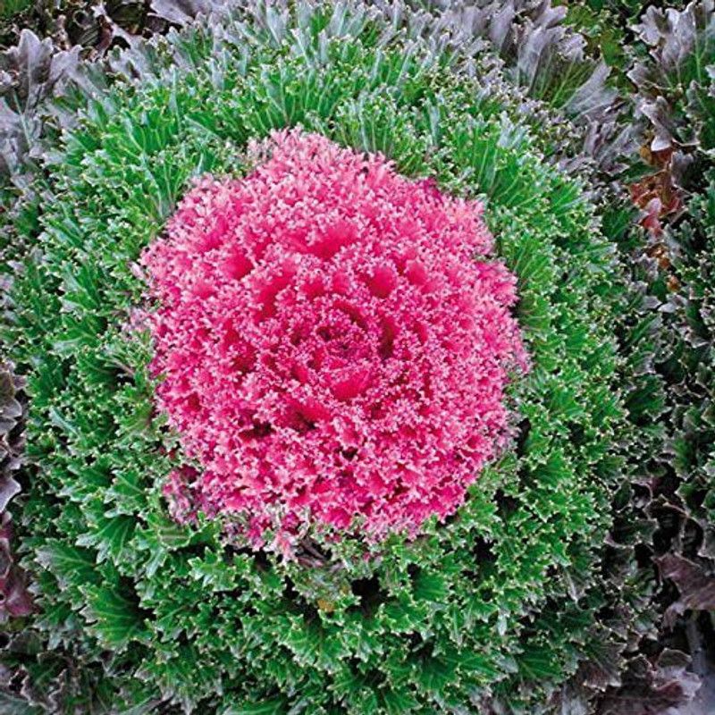 KANAYA Kale Flower Hybrid Seed  (88 per packet)