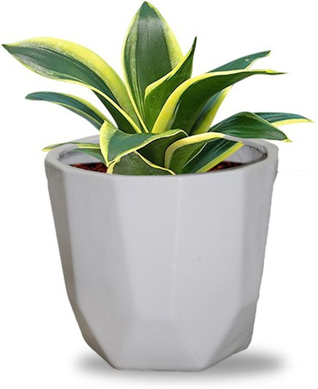 Vishwanath Ji Herbgonics Snake Plant  (Hybrid, Pack of 1)