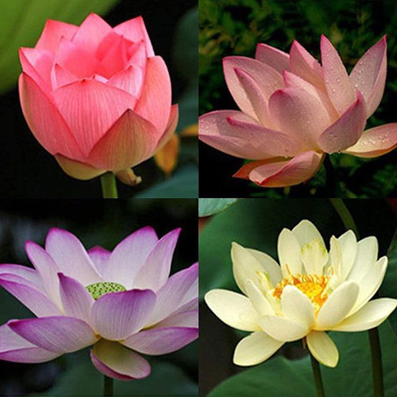 VibeX PUAS-43 - Lotus Flower - (90 Seeds) Seed  (90 per packet)