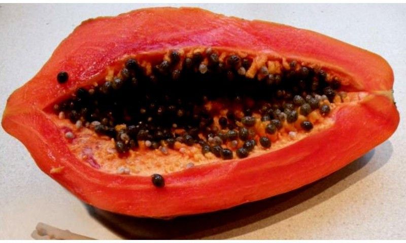 KLARKEE Florida Red Royale Papaya Seeds Seed  (250 per packet)