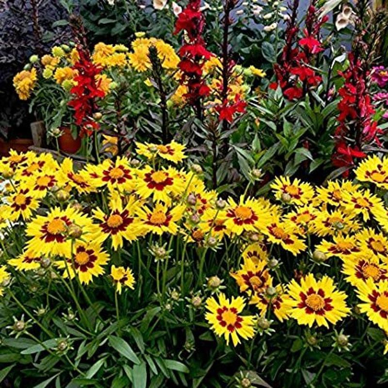 Mozette Exotic coreopsis Seed  (24 per packet)