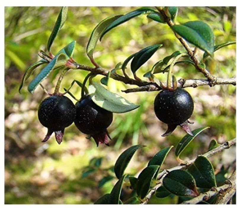 The Nursery Pomegranate Plant  (Pack of 1)