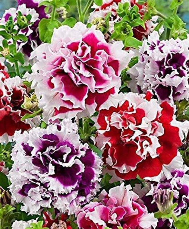 CYBEXIS Double Oblique Petunia Flower Seeds Seed  (1 g)