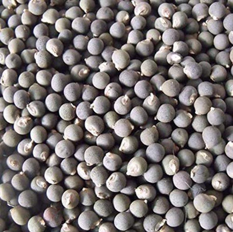 MKR Enterprises Bhindi Seed  (810 per packet)