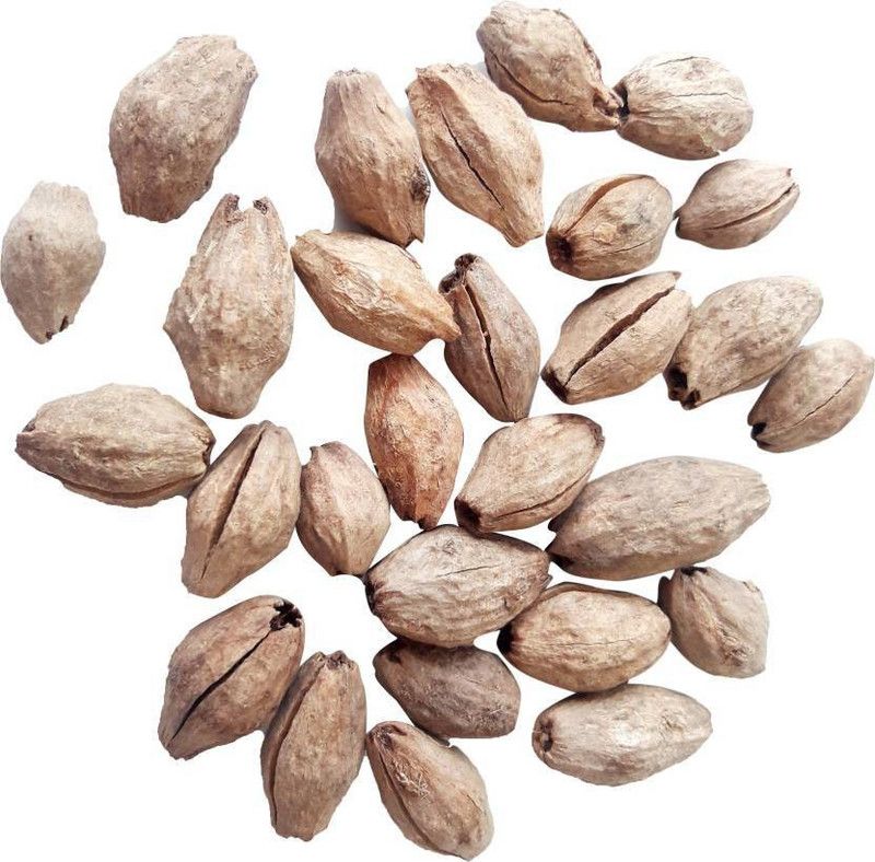 Green India Meliya Dubia / Malabar Neem / Pack of 200 Gram Seed  (80 per packet)