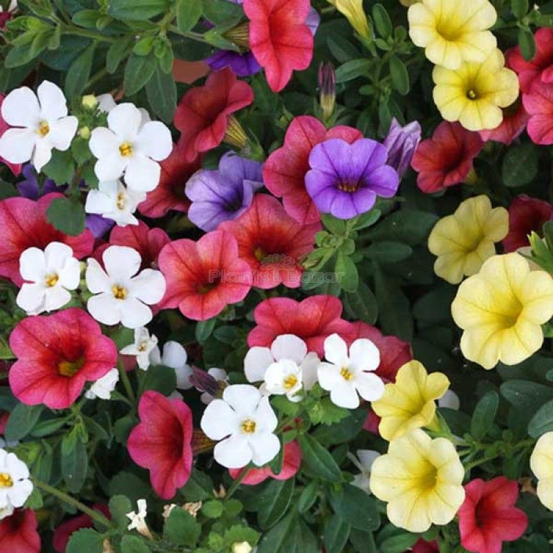 Paudha Petunia Mix Flower Seed  (16 per packet)