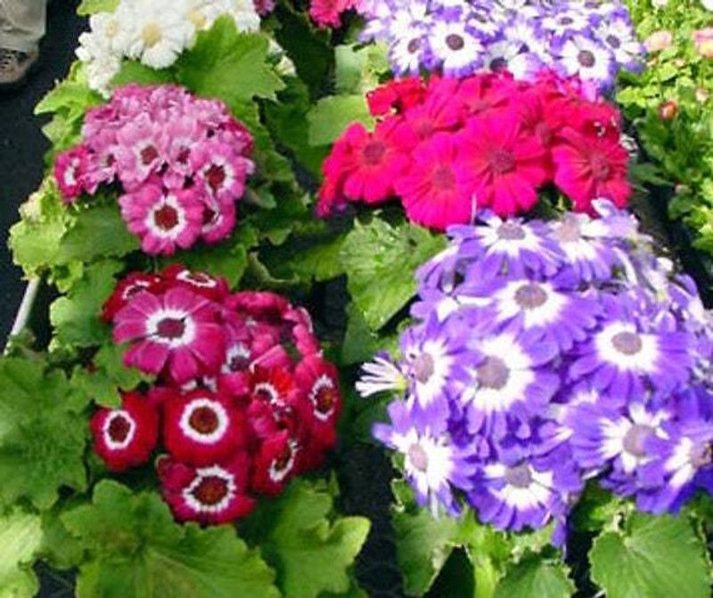Mozette Exotic cineraria Seed  (19 per packet)