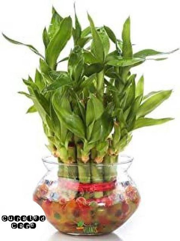 Curated Care Two Layer Bamboo Plant  (Hybrid, Pack of 1)