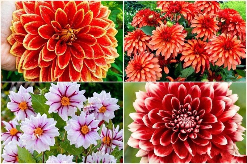 FERNSFLY® IMP. Dahlia | Dhalia | Dahalia Perennial Flower Bulbs Excellent Quality Attractive Aromatic Flower Home Outdoor Gardening Flowering Bulbs (Pack of 7 The Multi Miix Dahlia) Seed  (7 per packet)
