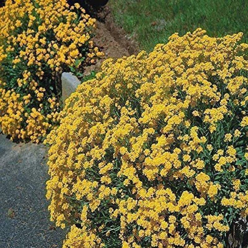 CYBEXIS Alyssum Montanum Golden Yellow Seed  (50 per packet)