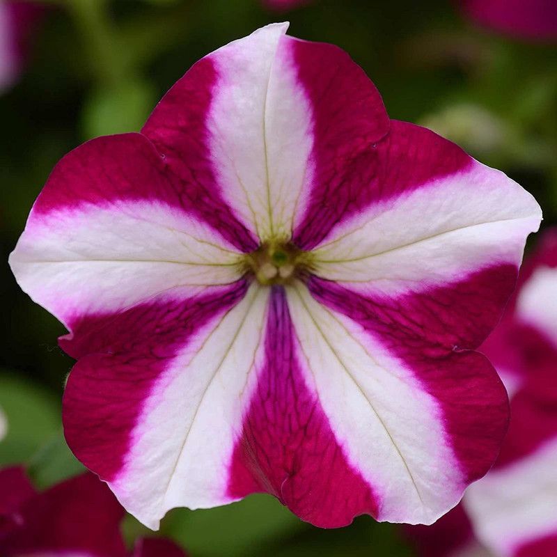 CYBEXIS Petunia Seed -Burgundy Star Blooms Seed  (1 g)