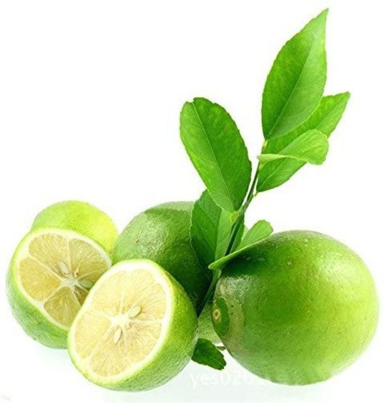 VibeX Australian Finger Lime Seed  (14 per packet)
