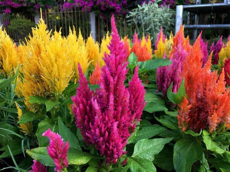 Mozette Celosia Flower Seed  (27 per packet)