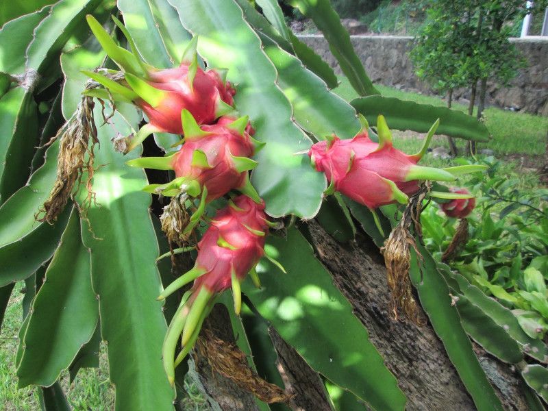 Corofitam Dragon Tree  (Hybrid, Pack of 1)