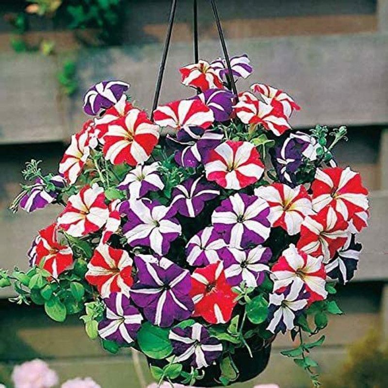 WILLVINE LX-61 Petunia Starfall F1 Rainbow Mix Seeds Seed  (100 per packet)