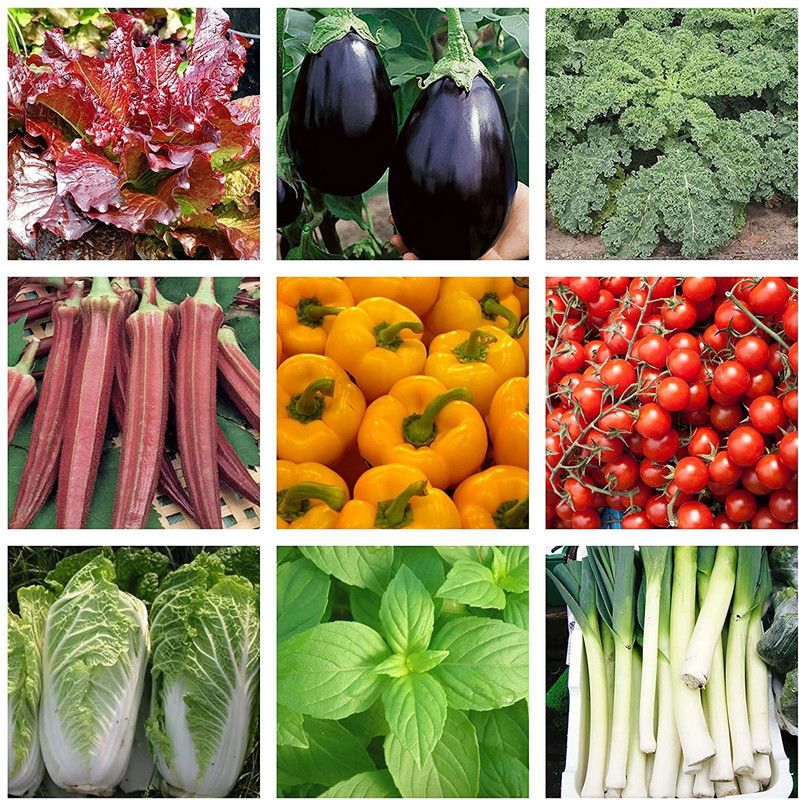 VibeX Mega Vegetable Seeds Combo - Lettuce, Brinjal, Okra, Vates, Capsicum, Cherry Tomato, Cabbage, Flag Leek, Basil Seeds Seed  (315 per packet)