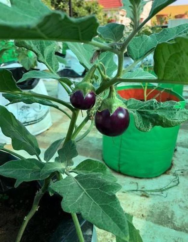 XOLDA Brinjal Seed  (42 per packet)