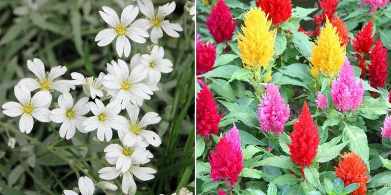 xcentax Gypsophila Snow White, celosia Seed  (20 per packet)