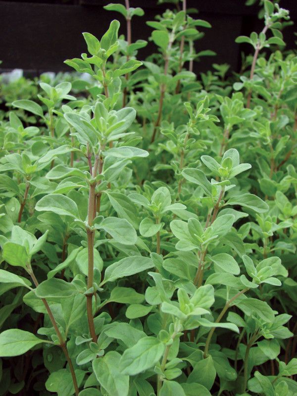 Mozette Marjoram Seed  (55 per packet)