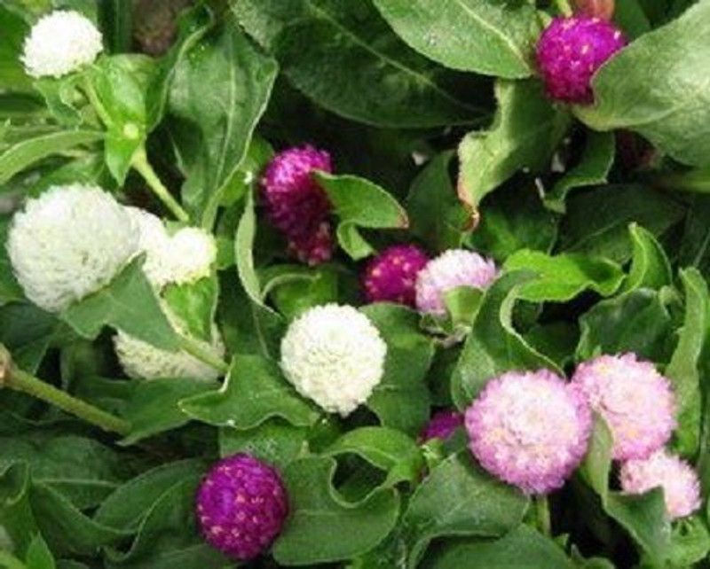 XOLDA Exotic gomphrena Seed  (23 per packet)