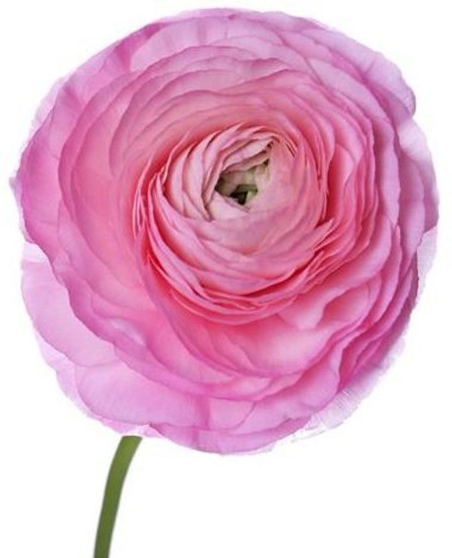 Audbhidhi Audbhidhi|Ranuculus Pink Flower Bulbs for home gardening (pack of 2 bulbs) Seed  (2 per packet)